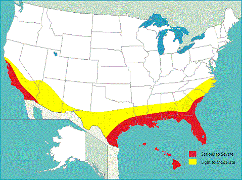 drywood termite distribution